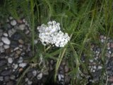 Ryllik (Achillea millefolium)