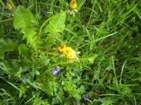 Løvetannslekta (Taraxacum)