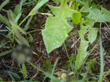 Løvetannslekta (Taraxacum)