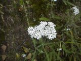 Ryllik (Achillea millefolium)