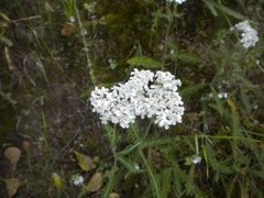 Ryllik (Achillea millefolium)