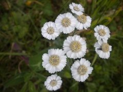 Nyseryllik (Achillea ptarmica)