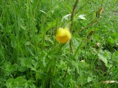 Bakkesoleie (Ranunculus acris)