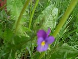 Stemorsblom (Viola tricolor)