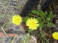 Løvetannslekta (Taraxacum)