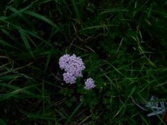 Ryllik (Achillea millefolium)