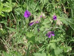 Skogstorkenebb (Geranium sylvaticum)