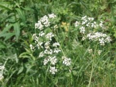 Hundekjeks (Anthriscus sylvestris)