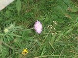 Rødknapp (Knautia arvensis)