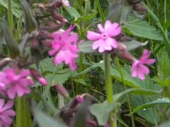 Red Campion (Silene dioica)