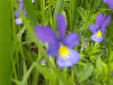 Stemorsblom (Viola tricolor)