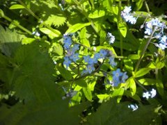 Forglemmegeislekta (Myosotis)