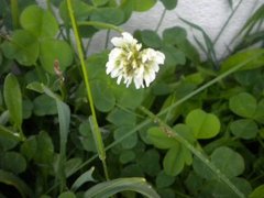 Hvitkløver (Trifolium repens)