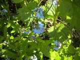 Forglemmegeislekta (Myosotis)