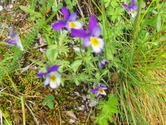 Stemorsblom (Viola tricolor)