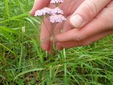 Ryllik (Achillea millefolium)