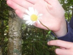 Prestekrage (Leucanthemum vulgare)