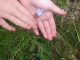 Blåklokke (Campanula rotundifolia)