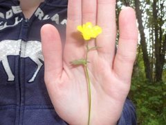 Meadow Buttercup (Ranunculus acris)