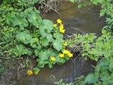 Bekkeblom (Caltha palustris)