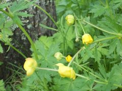 Ballblom (Trollius europaeus)