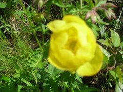 Globe flower (Trollius europaeus)