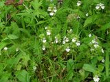 Øyentrøstslekta (Euphrasia)