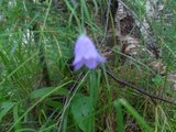 Blåklokke (Campanula rotundifolia)