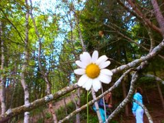 Prestekrage (Leucanthemum vulgare)