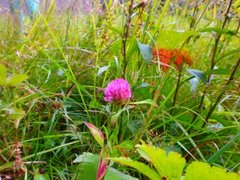 Rødkløver (Trifolium pratense)