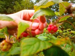 Bringebær (Rubus idaeus)