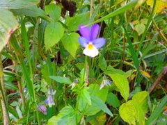 Stemorsblom (Viola tricolor)