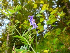 Fuglevikke (Vicia cracca)