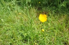 Bakkesoleie (Ranunculus acris)