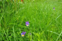 Stemorsblom (Viola tricolor)