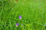 Stemorsblom (Viola tricolor)