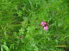Red Campion (Silene dioica)