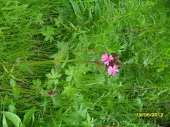 Rød jonsokblom (Silene dioica)