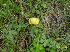 Globe flower (Trollius europaeus)