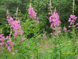 Geitrams (Epilobium angustifolium)