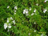 Øyentrøstslekta (Euphrasia)