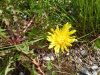 Løvetannslekta (Taraxacum)