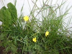 Meadow Buttercup (Ranunculus acris)