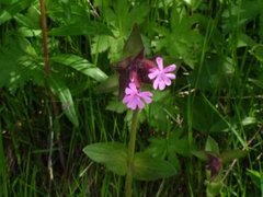 Red Campion (Silene dioica)
