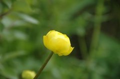 Globe flower (Trollius europaeus)