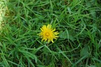 Løvetannslekta (Taraxacum)