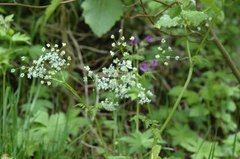 Hundekjeks (Anthriscus sylvestris)