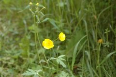 Meadow Buttercup (Ranunculus acris)