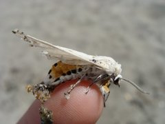 Hvit tigerspinner (Spilosoma urticae)