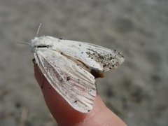 Hvit tigerspinner (Spilosoma urticae)